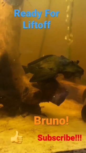 Giant Rhino Pleco! Ready To Fly Away! #pnw #fishkeeping #viral #rhino #pleco #catfish смотреть онлайн