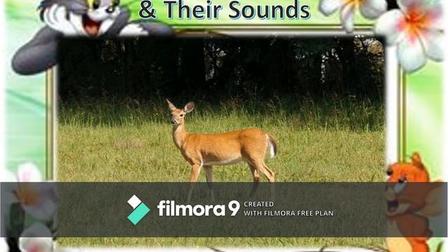 Animals & their Sounds #DifferentAnimals&theirSounds смотреть онлайн