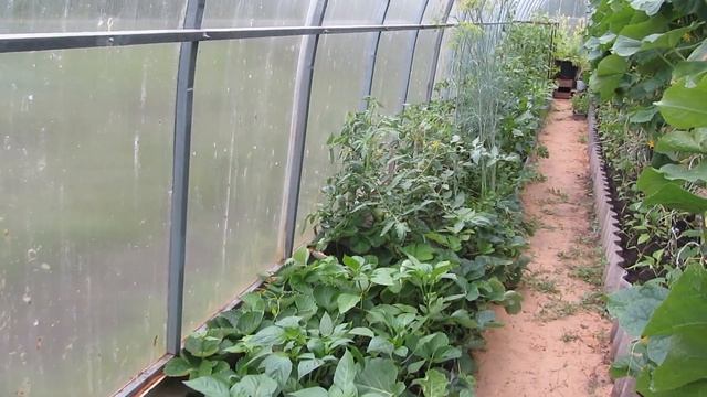 Сбор огурцов 12 июня в теплице. Воронежская область. смотреть онлайн