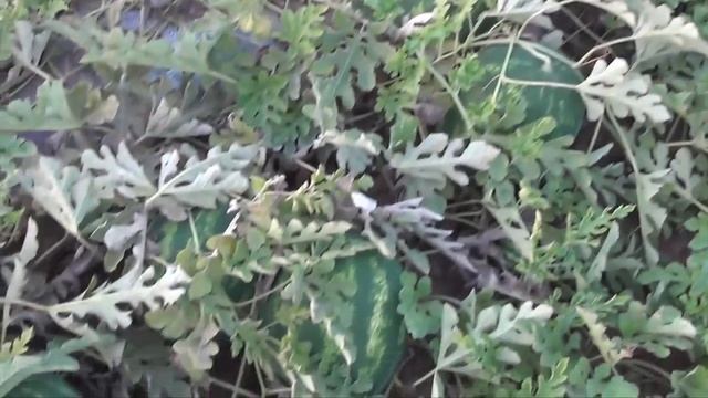 Абуз Марсен смотреть онлайн