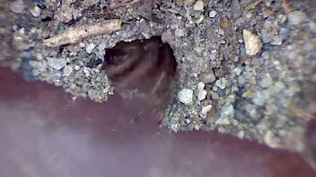 Nemesiidae смотреть онлайн