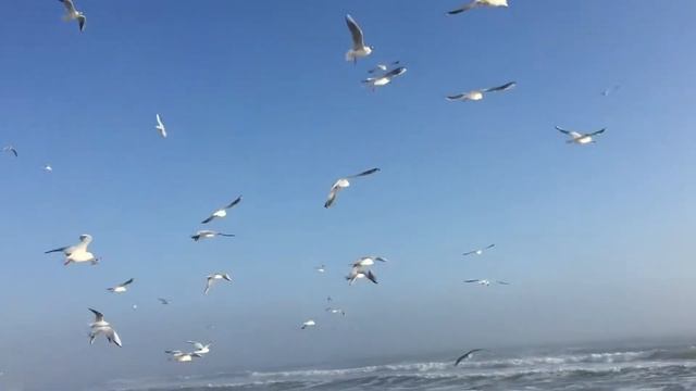 Одесское море,чайки смотреть онлайн