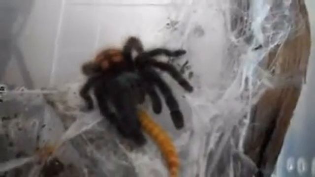 Avicularia Versicolor смотреть онлайн