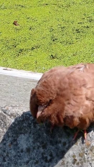 молодой рыжий голуб | лег спать | голуб какает смотреть онлайн