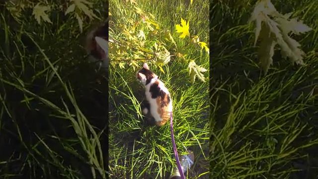 Кароче говоря,на прогулке...Моя кошка Мурка уже начинает активно двигаться) смотреть онлайн