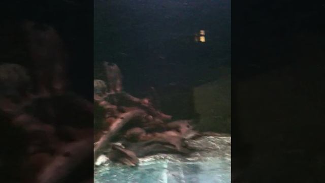 awesome!!200 gallon tank,siamese tigers,flowerhorn,arowana, parrots,bircher,silver scat ,fire eel смотреть онлайн