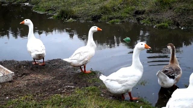 ✅Гуси-гуси....га га га. Новосибирская область смотреть онлайн