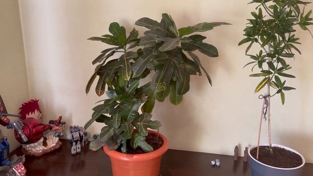 Кротон- Кодиеум пёстрый. смотреть онлайн