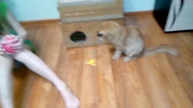 Домик для кошек 1 часть.Всем пока! смотреть онлайн