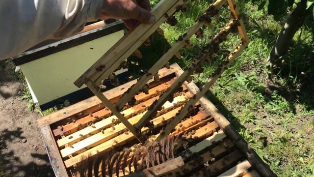 Привівка. Шлях від лічинки до плідної матки. смотреть онлайн