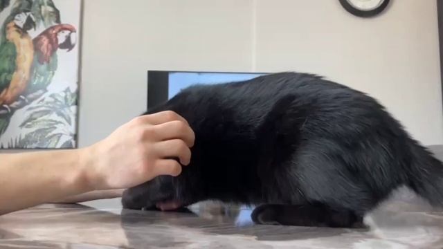 Не буди во мне зверя 😼 смотреть онлайн