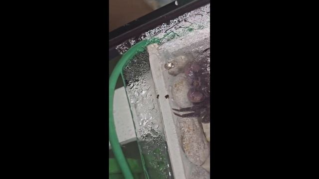 Краб-вампир: линька.