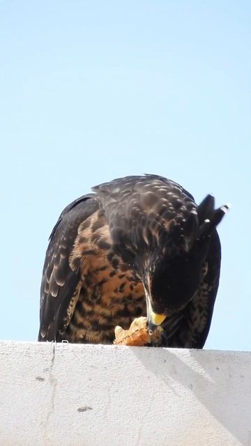 Crested Honey Buzzard Day 21 having breakfast смотреть онлайн
