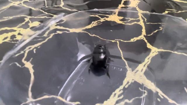 Жук лунный копр чё за жук короткий пересказ ￼￼ смотреть онлайн