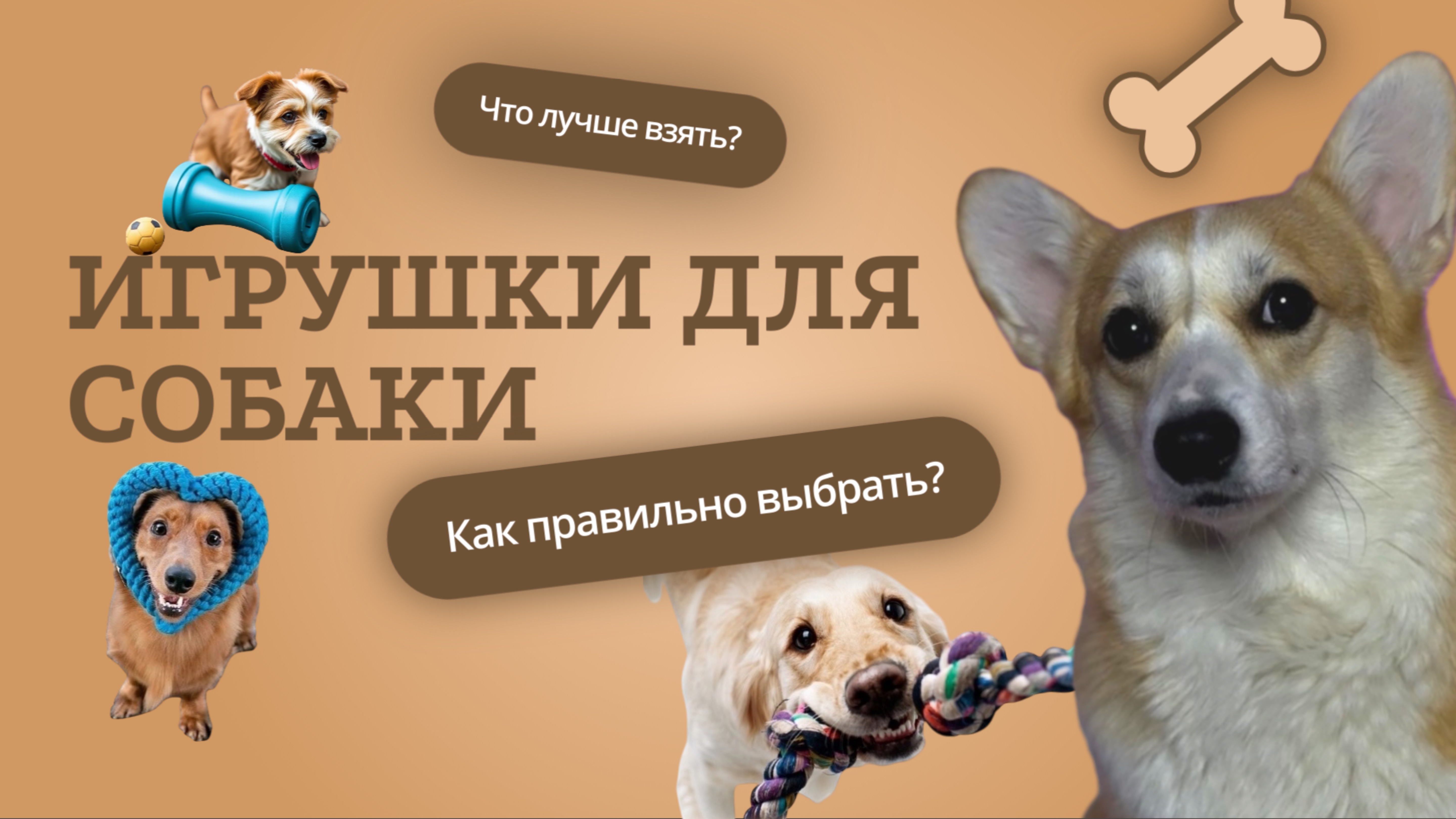 Игрушки для собаки. Что нужно учесть?