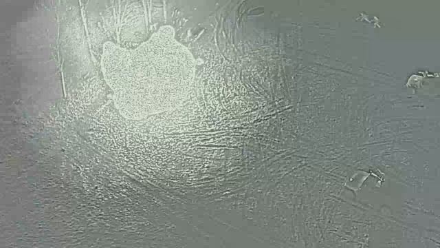 Тактико-специальная тренировка сотрудников ОМОН «Пересвет» Росгвардии смотреть онлайн