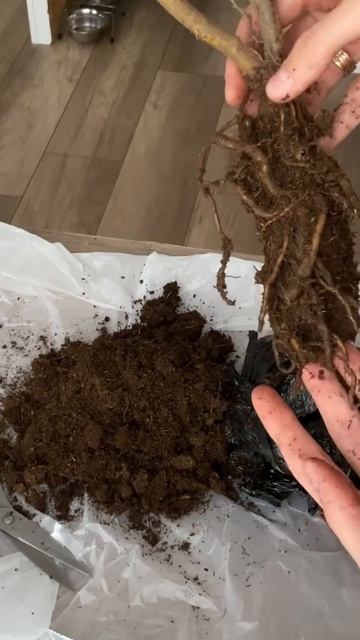 СОХРАНЯЮ САЖЕНЕЦ ДО ПОСАДКИ #саженцыкустарников #смородина смотреть онлайн