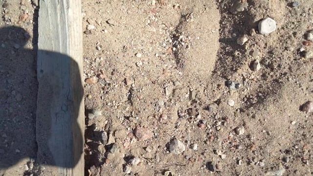 White Velvet Ant? смотреть онлайн