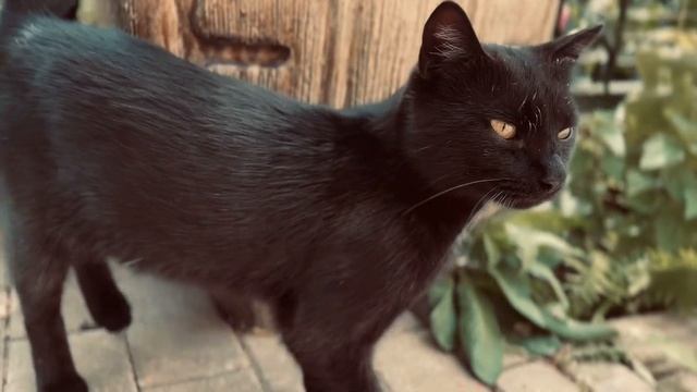 Звук черной пантеры | काले पैंथर की आवाज़ | The sound of a black panther смотреть онлайн