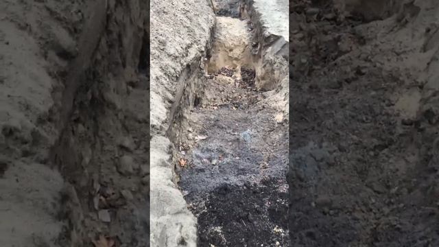 Траншейный тип посадки Виноградных кустов .Часть1 смотреть онлайн