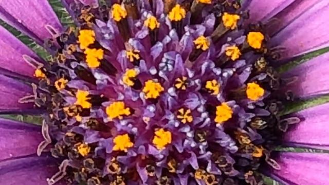 FLOWER POWER SPIDER PINK смотреть онлайн