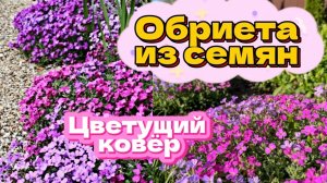 Обриета из семян / Посев, первые всходы и обзор растений в месяц и два