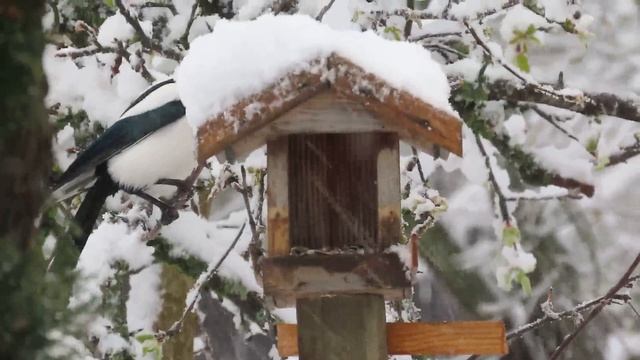 Сорока и орехи, Eurasian Magpie смотреть онлайн