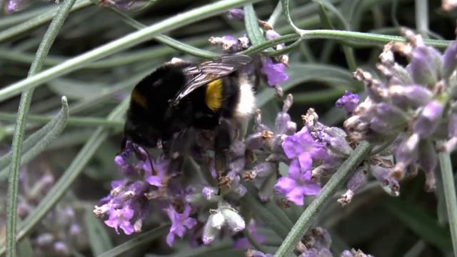 Duży trzmiel na lawendzie - Large bumblebee in lavender смотреть онлайн