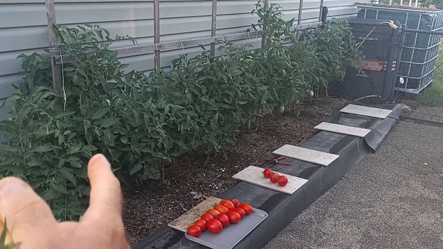 Burpee super sauce tomato harvest first picking July 2022 смотреть онлайн