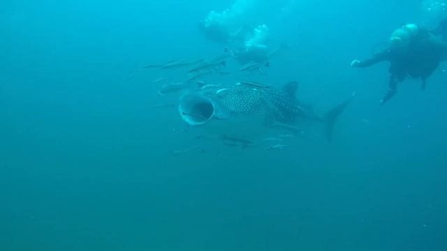 Diving with Whale Sharks смотреть онлайн