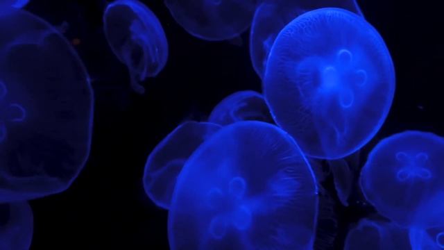 Relaxing visuals of jellyfish and paint for a sensory experience смотреть онлайн