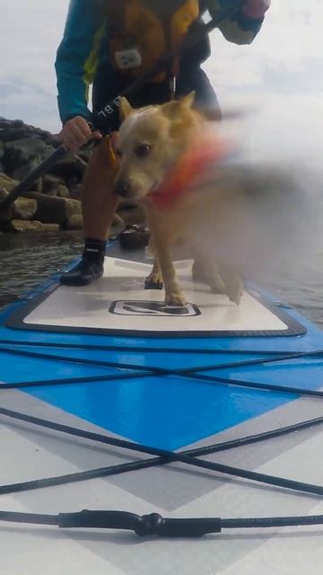 Paddleboard dog leaps off board смотреть онлайн