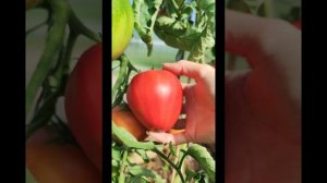 Краса Сибири томат. Розовый сердцевидный. в планах на 2024 сезон. (вологодская область 17.07.2023)