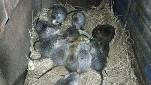 Отправляем малышей НУТРИЙ на ПМЖ в клетку. 15.03.25