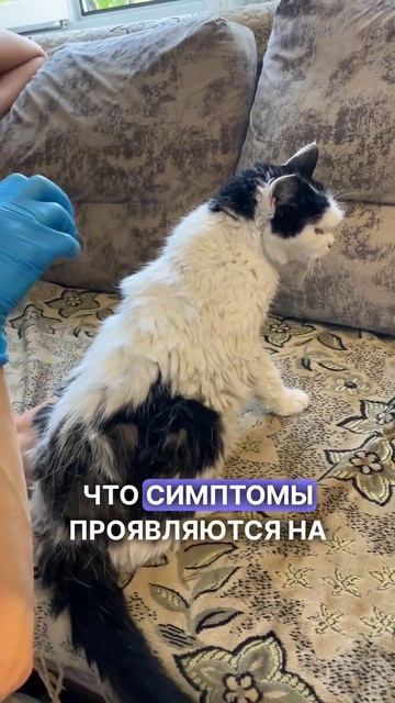 Хроническая почечная недостаточность - КОВАРНОЕ ЗАБОЛЕВАНИЕ#алматы #кошкитакиекошки #vet #ветеринар смотреть онлайн