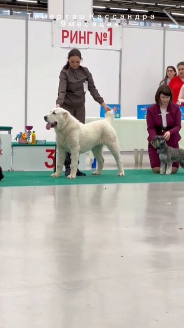 выставка г. Тюмень ТИМЕРТАШ КАССАНДРА 9 мес 1/2 JCAC, Лучший юниор, ЛПП (1/7), БЭСТ 2 группы 3 мест смотреть онлайн