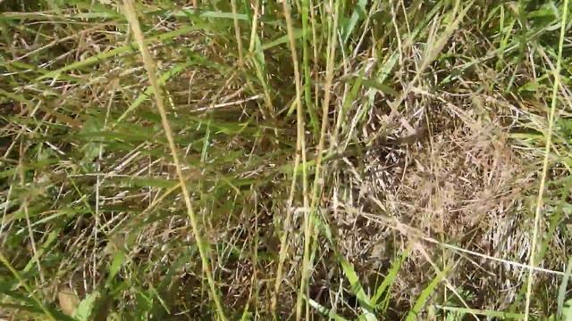 Wild Two-Spotted Bumble Bee Nest (Bombus bimaculatus) смотреть онлайн