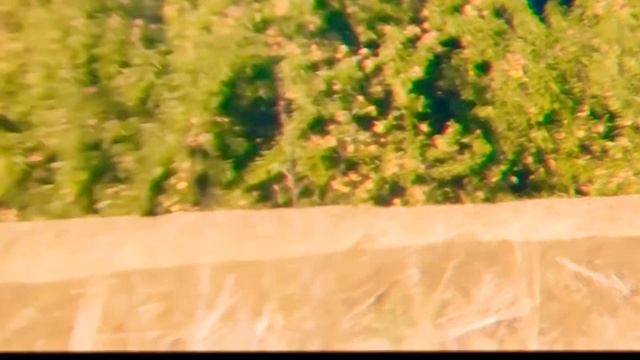 @@ coyotes 27 - Canis latrans - scuffling 3 смотреть онлайн