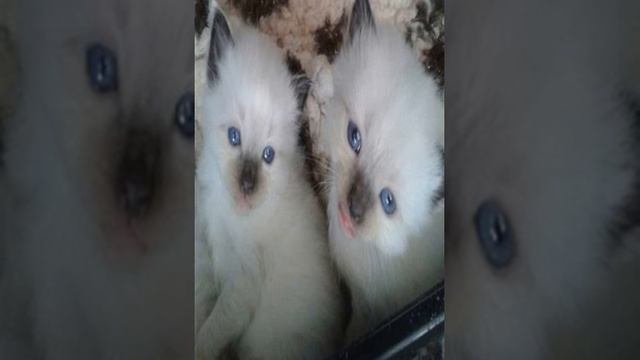javanese cat rescue смотреть онлайн