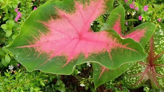 彩叶芋 Caladium Bicolor смотреть онлайн
