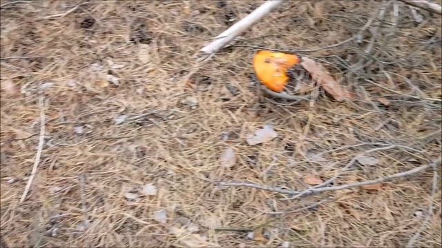 в лес по грибы смотреть онлайн