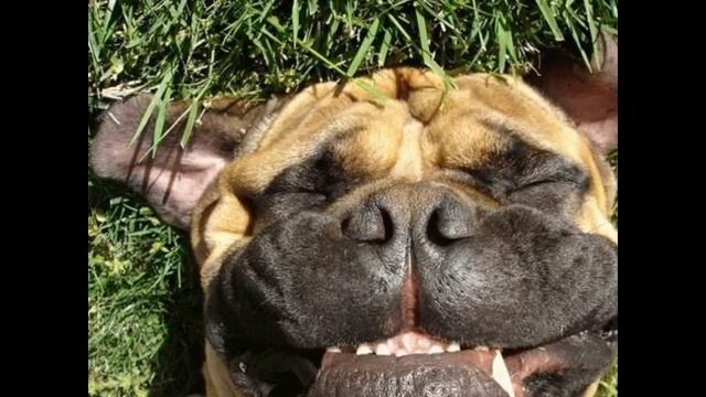 Шоу собак ;) смотреть онлайн