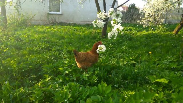 Kurki na łące 4K UHD TEST Open Camera Android Xiaomi Redmi Note 3 смотреть онлайн