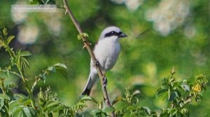 Международный день птиц отмечается первого апреля