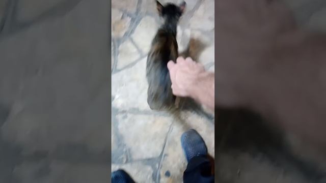 дружба людей и животных смотреть онлайн