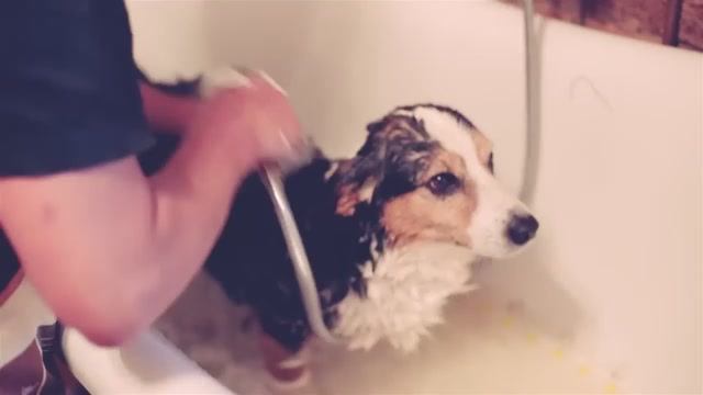 Правила мытья собаки: демонстрация на корги кардигане 🧼🐾 смотреть онлайн