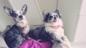 Выбираем идеальную лежанку для питомца 🛏️🐕