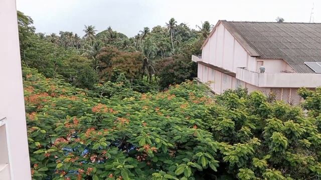 Delonix regia Hindi смотреть онлайн