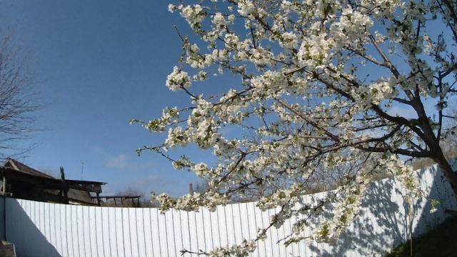 тест экшн-камеры SJCAM C110+ plus смотреть онлайн