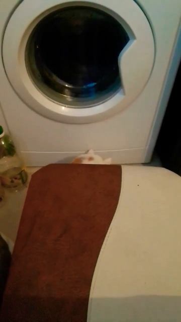 Кот и стиральная машина #кот #прикол #смешно "прикольное видео" смотреть онлайн